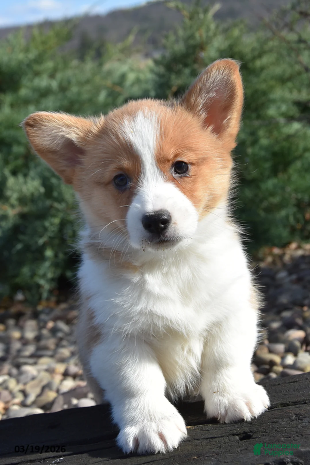 Welsh Corgi Pembroke dogs for sale: Elizabeth - Ad 2