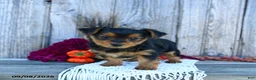 Yorkshire Terrier dogs for sale: Sylvia - Ad 5