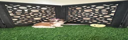Shih Tzu dogs for sale: Lily Pretty Female Shih-tzu Puppy - Ad 3