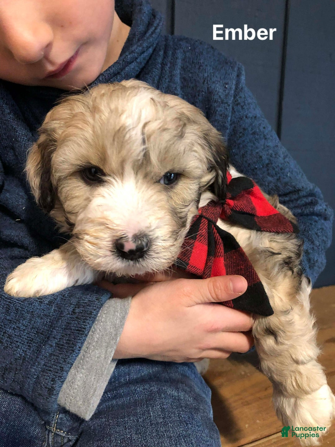 Aussiedoodle dogs for sale: Ember - Ad 1