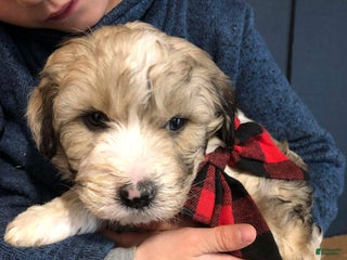 Aussiedoodle dogs Ember - Ad 4