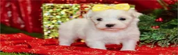 Maltese dogs for sale: Maltese Puppy 4 - Ad 3