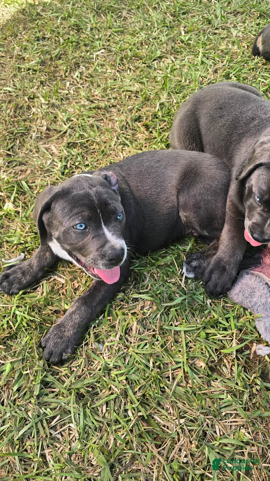 Cane Corso dogs for sale: Bandit - Ad 2