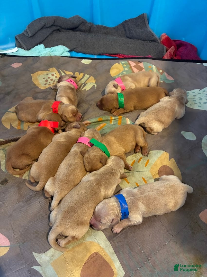 Golden Retriever dogs for sale: 6# Ace - Ad 2