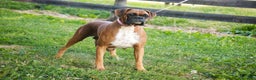 Boxer dogs for sale: Gemma - Ad 12