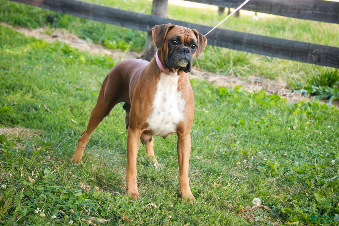Boxer dogs for sale: Gemma - Ad 12
