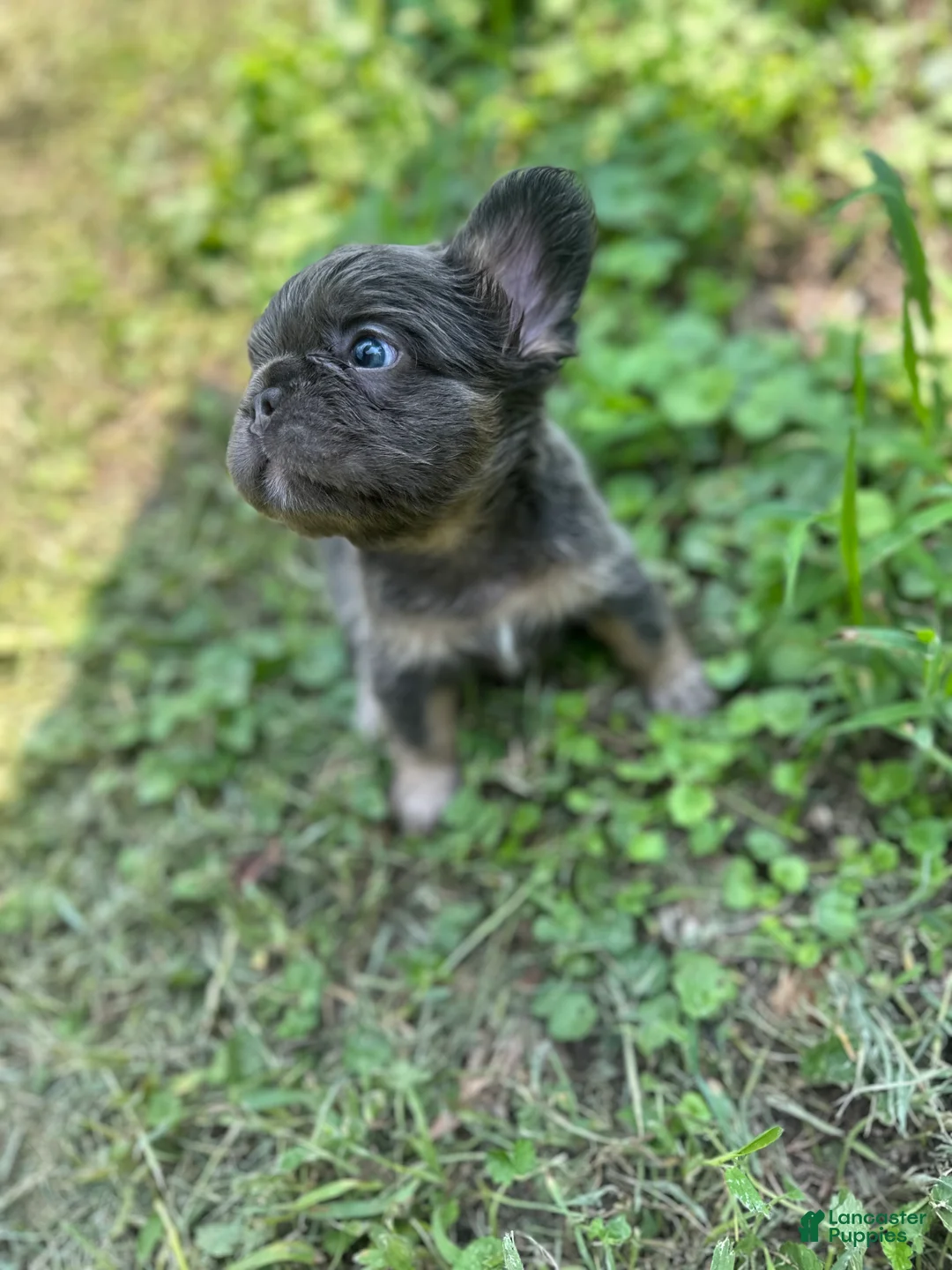 French Bulldog dogs for sale: French Bulldog 1 - Ad 1