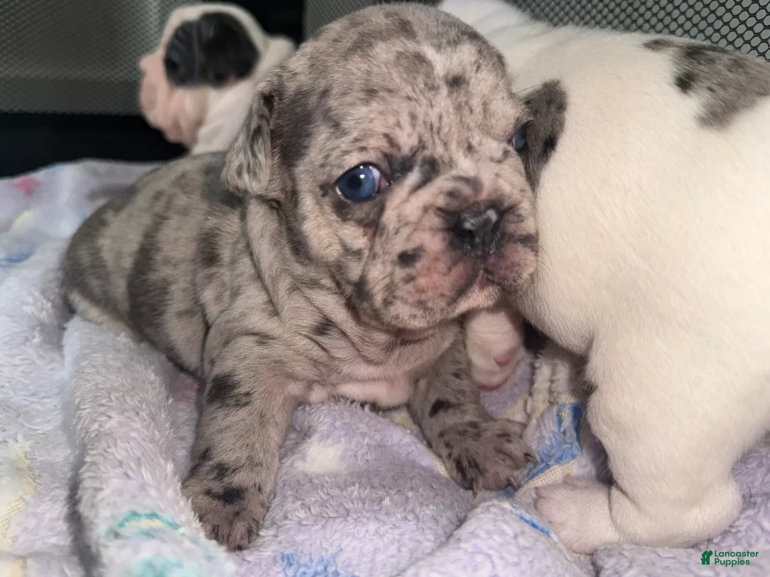 French Bulldog dogs for sale: Novelita - Ad 1