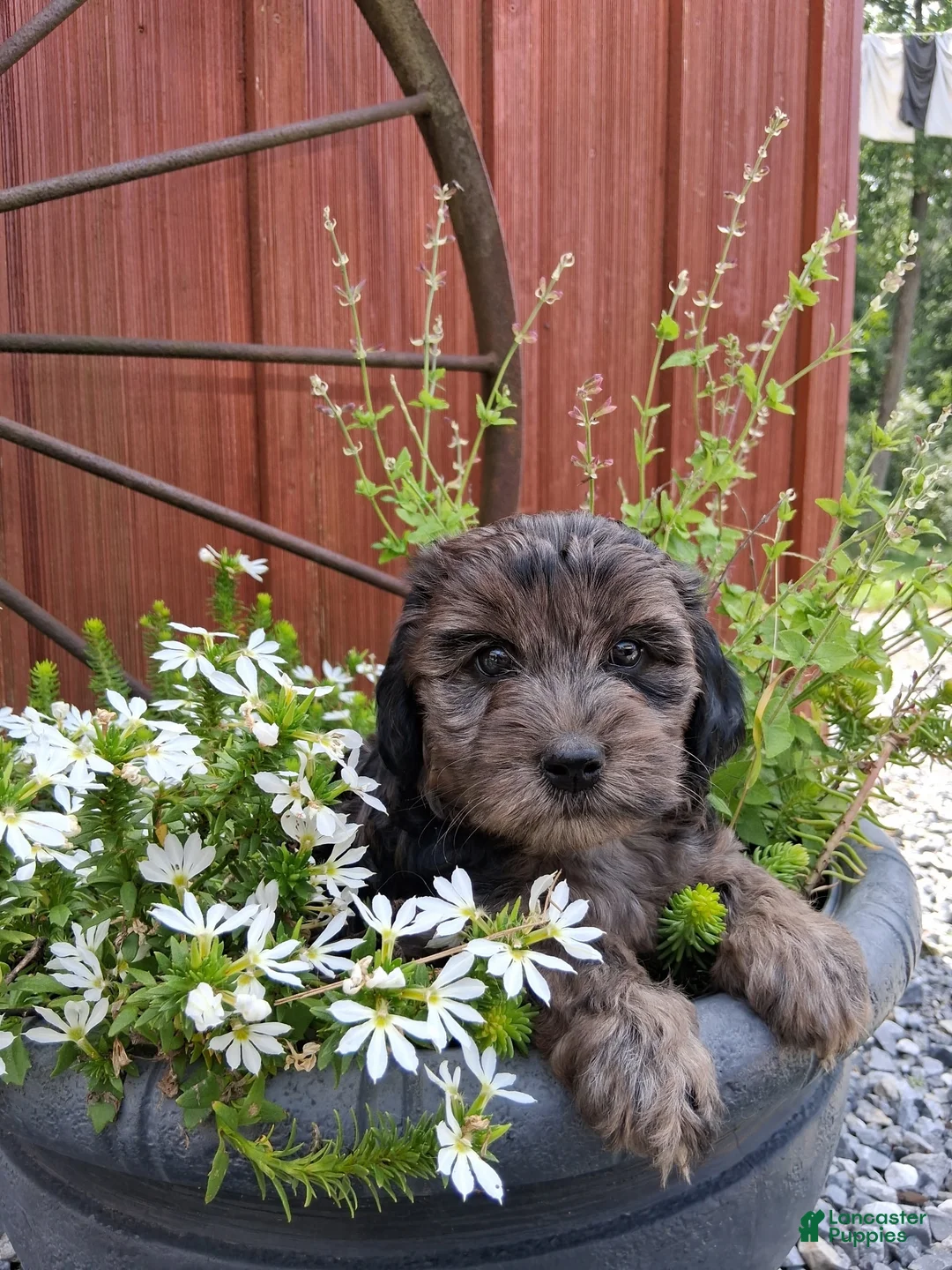 Yorkiepoo dogs for sale: Skye - Ad 1