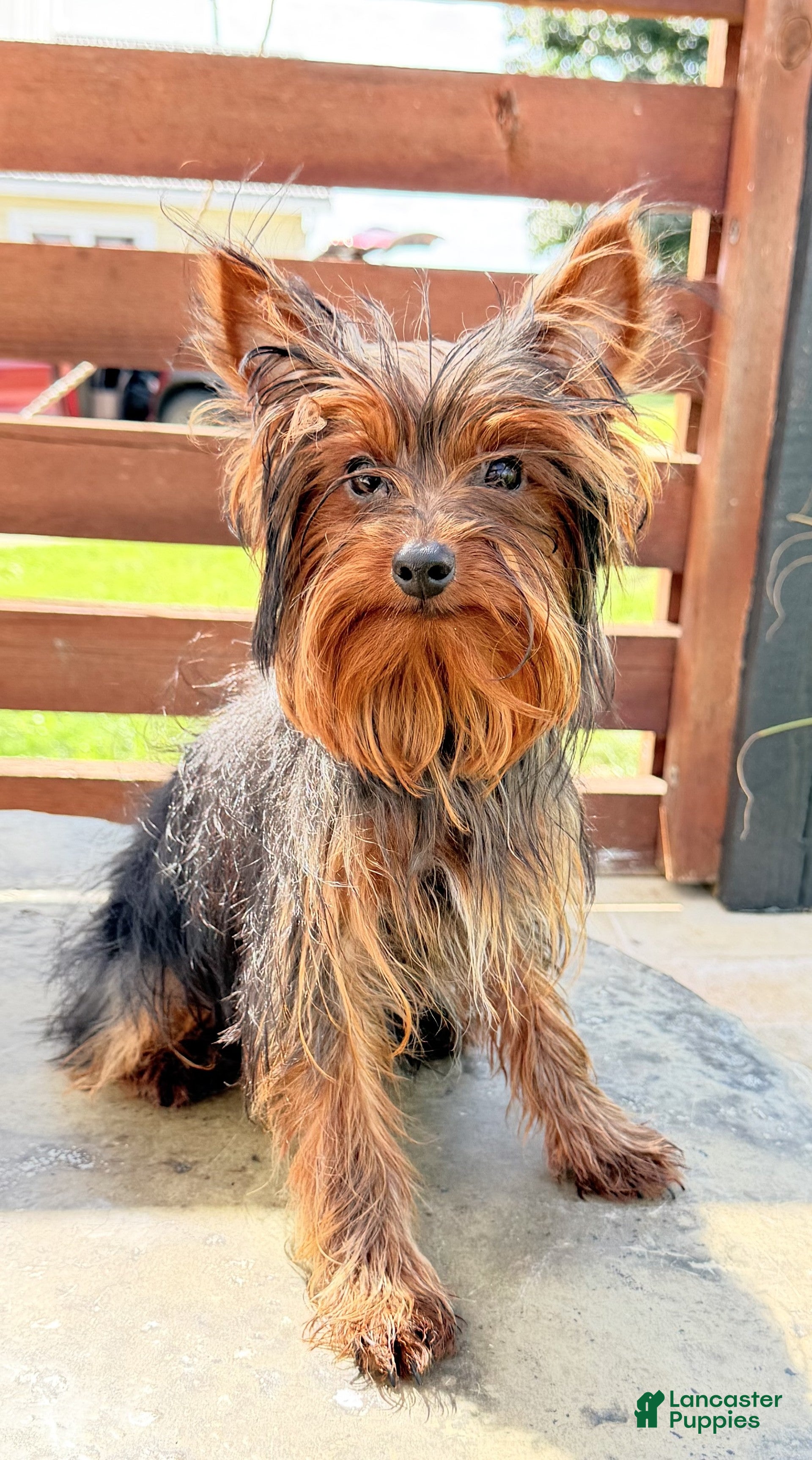 Yorkshire Terrier dogs Dakota - Ad 2