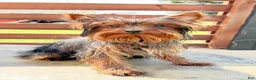 Yorkshire Terrier dogs for sale: Dakota - Ad 2
