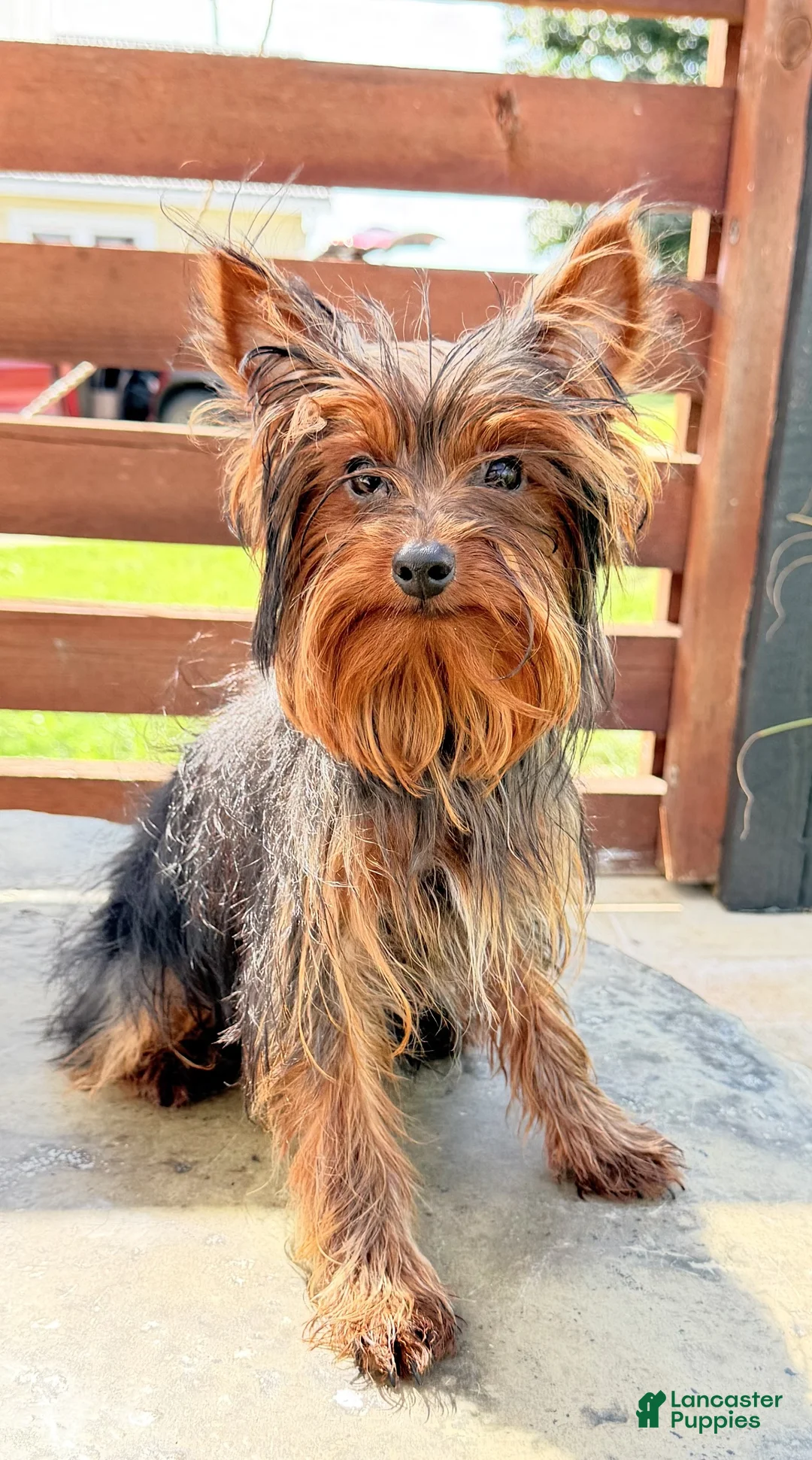 Yorkshire Terrier dogs for sale: Dakota - Ad 2