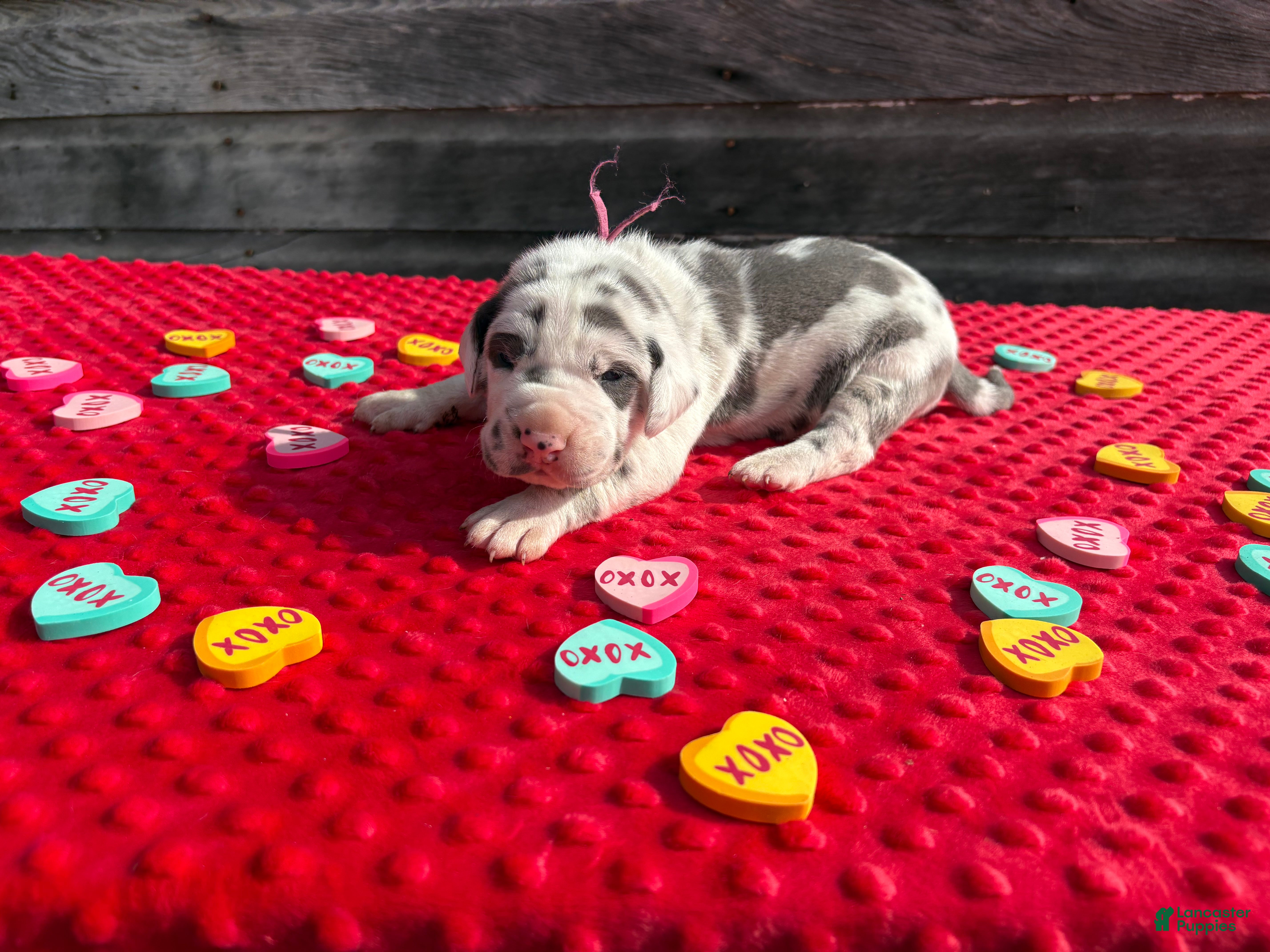 Great Dane dogs Great Dane - Purple - Ad 19