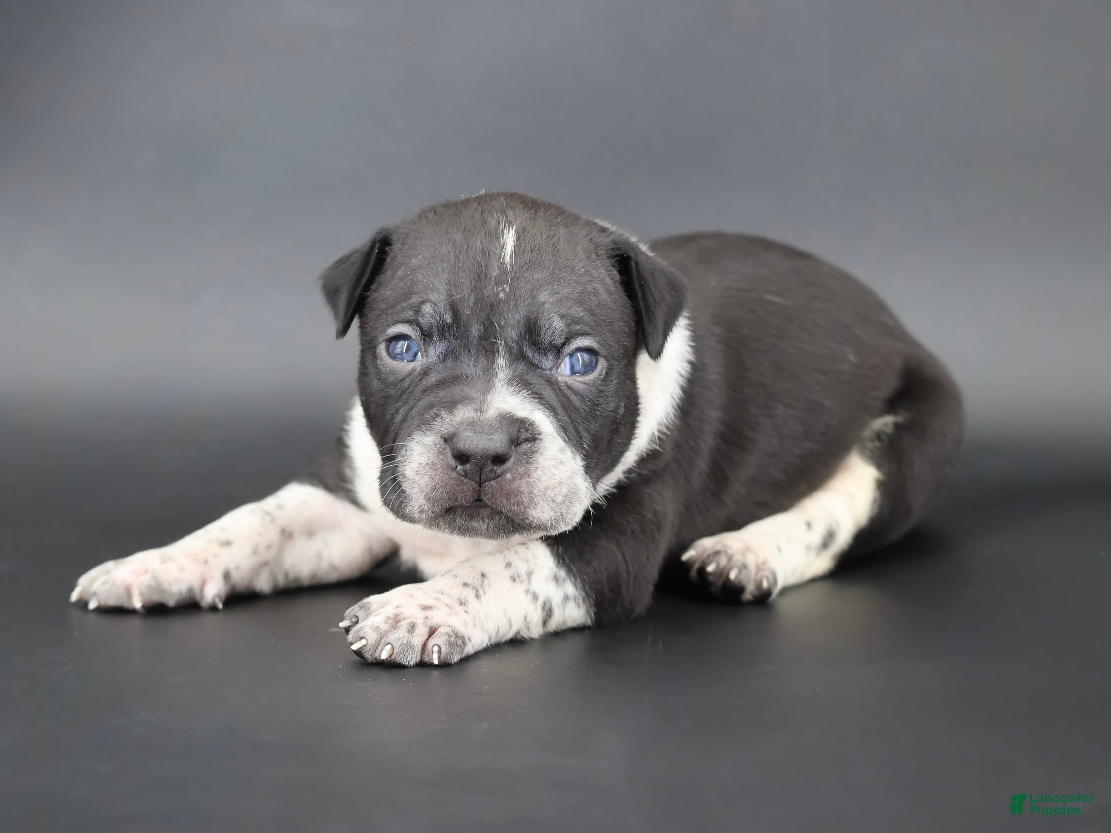 American Bully dogs Clover - Ad 1