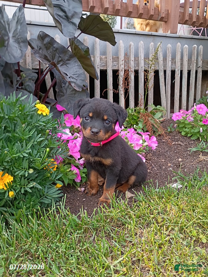 Rottweiler dogs Dixie - Ad 1