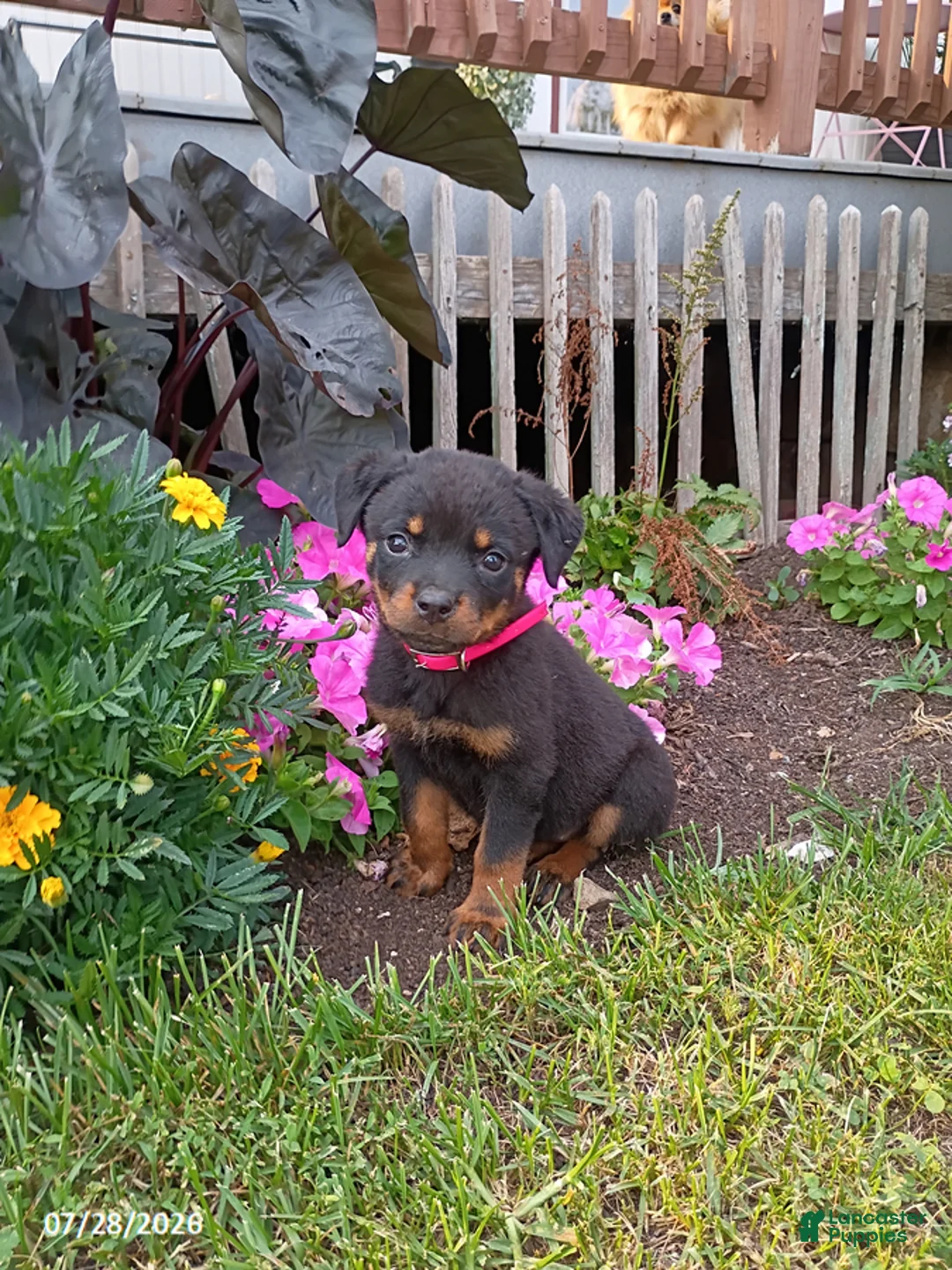 Rottweiler dogs for sale: Dixie - Ad 1
