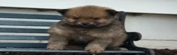 Pomeranian dogs for sale: Olivia  - Ad 10