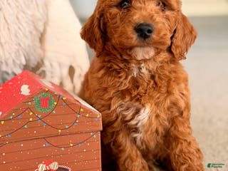 Mini Goldendoodle dogs Santa - Ad 21