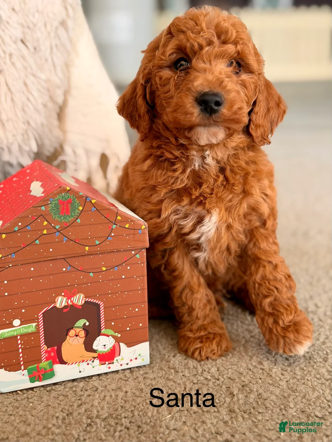 Mini Goldendoodle dogs for sale: Santa - Ad 1