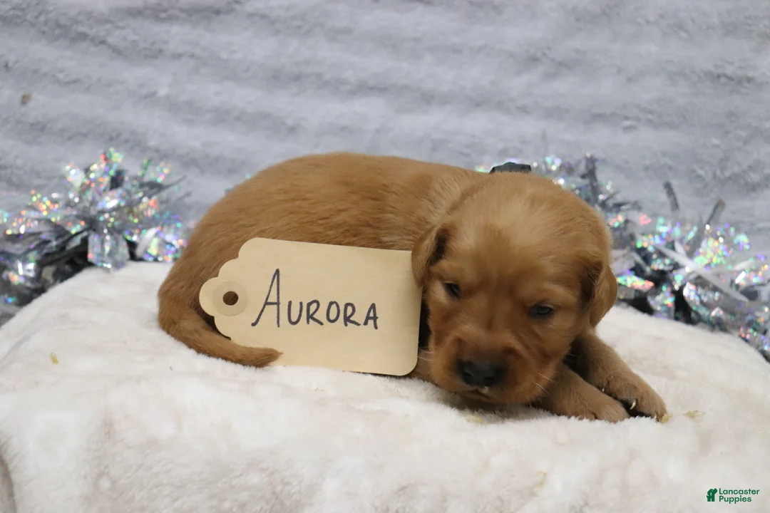 Golden Retriever dogs for sale: Aurora - Ad 2