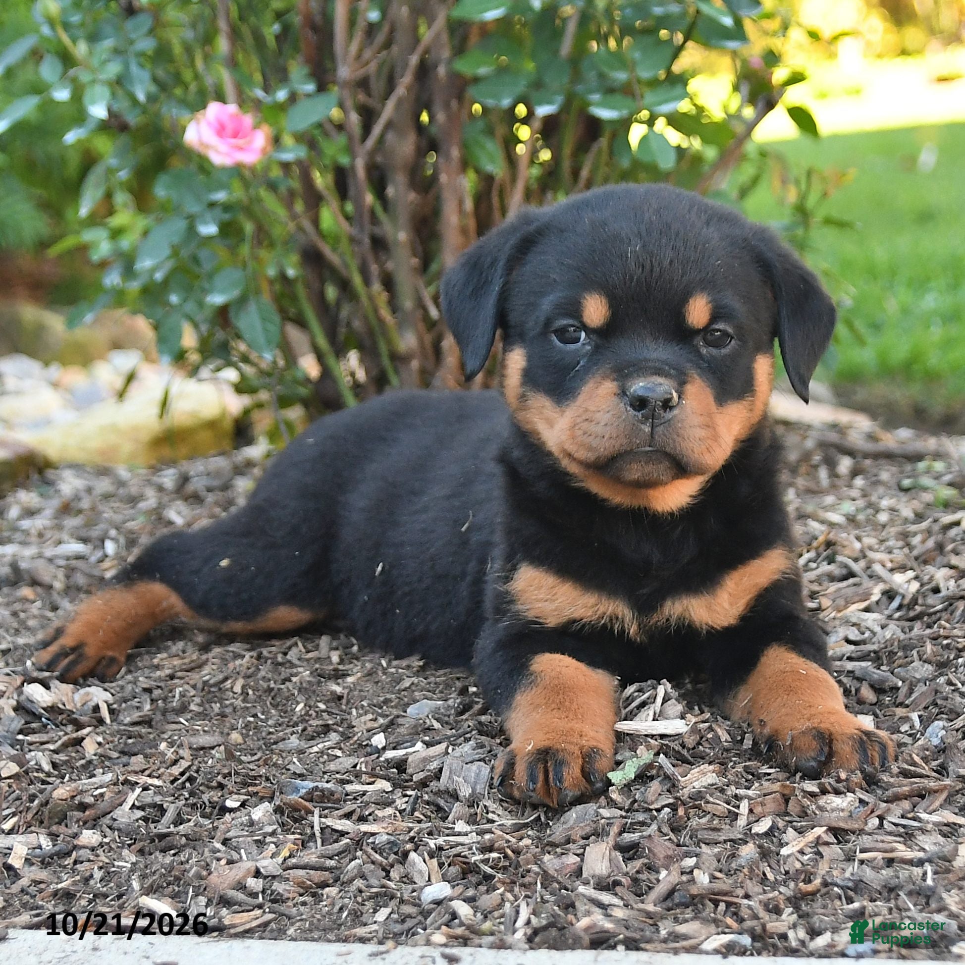 Rottweiler dogs Sable - Ad 2