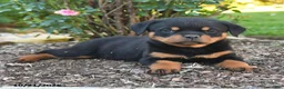 Rottweiler dogs for sale: Sable - Ad 2