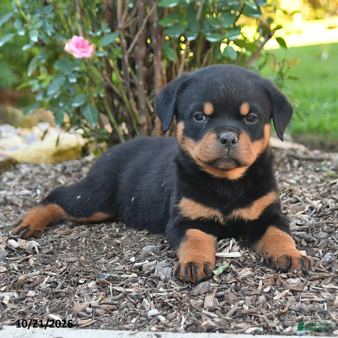 Rottweiler dogs for sale: Sable - Ad 2