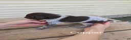 German Shorthaired Pointer dogs for sale: Copper - Ad 2