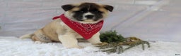 Akita dogs for sale: Trevor - Ad 19