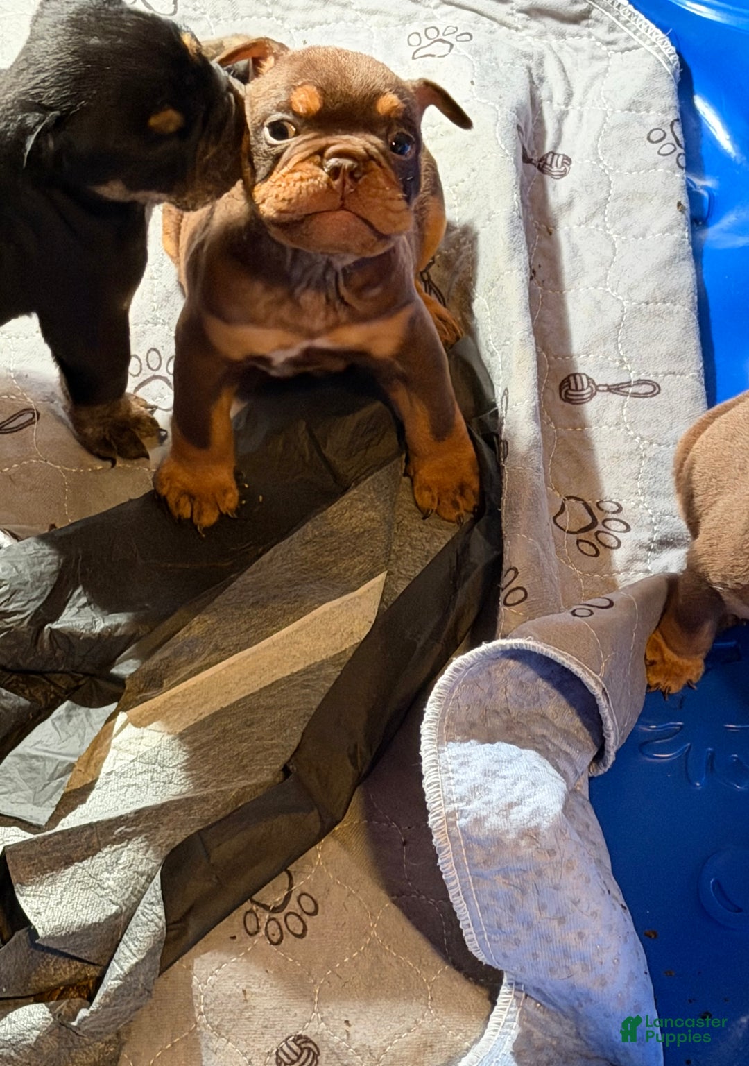 English Bulldog dogs for sale: Khal Drogo - Ad 2