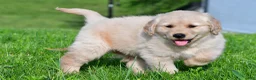 Golden Retriever dogs for sale: Leo - Ad 4