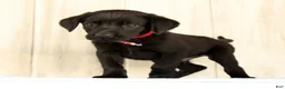 Labrador Retriever dogs for sale: Banner - Ad 1