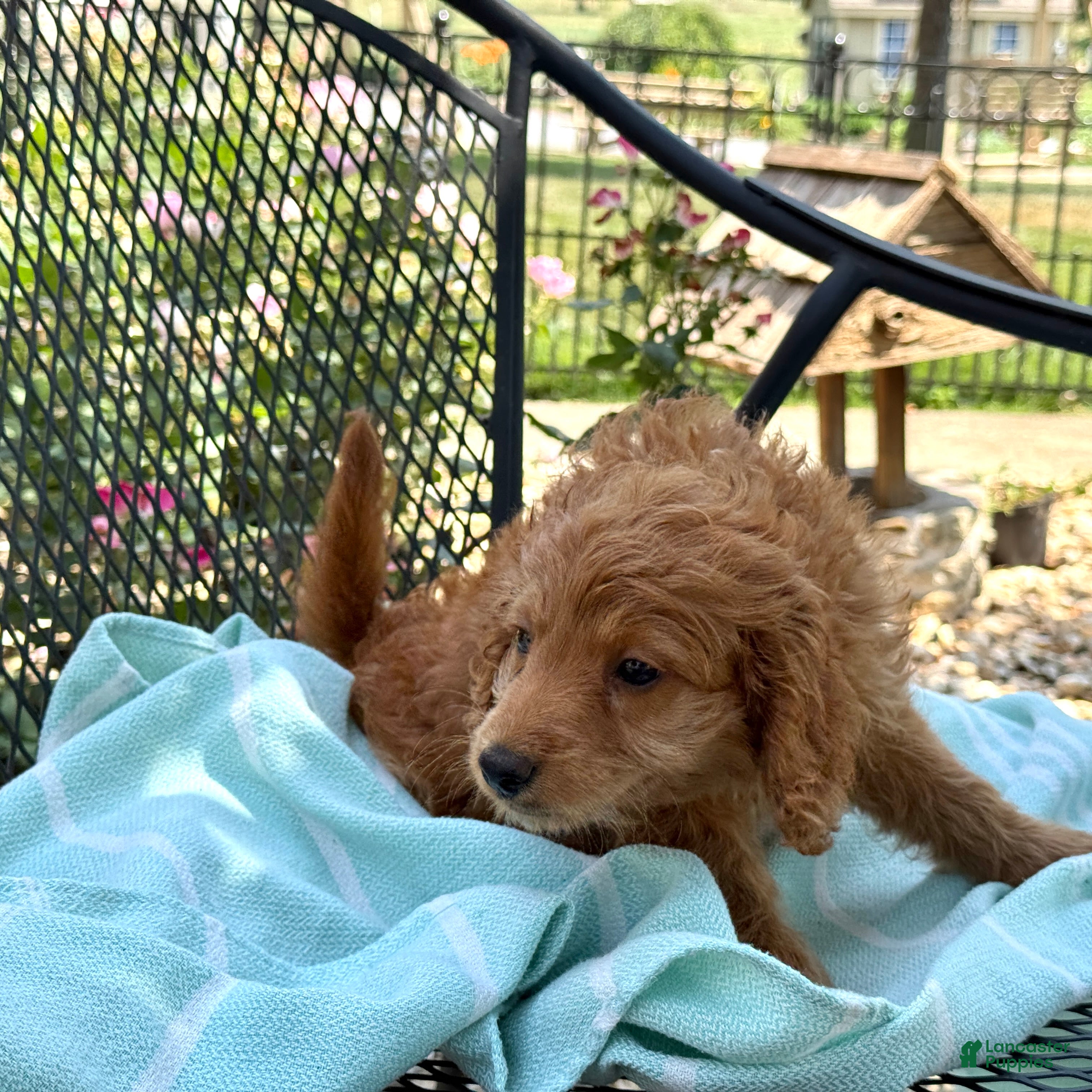 Mini Goldendoodle dogs Goldie - Ad 2