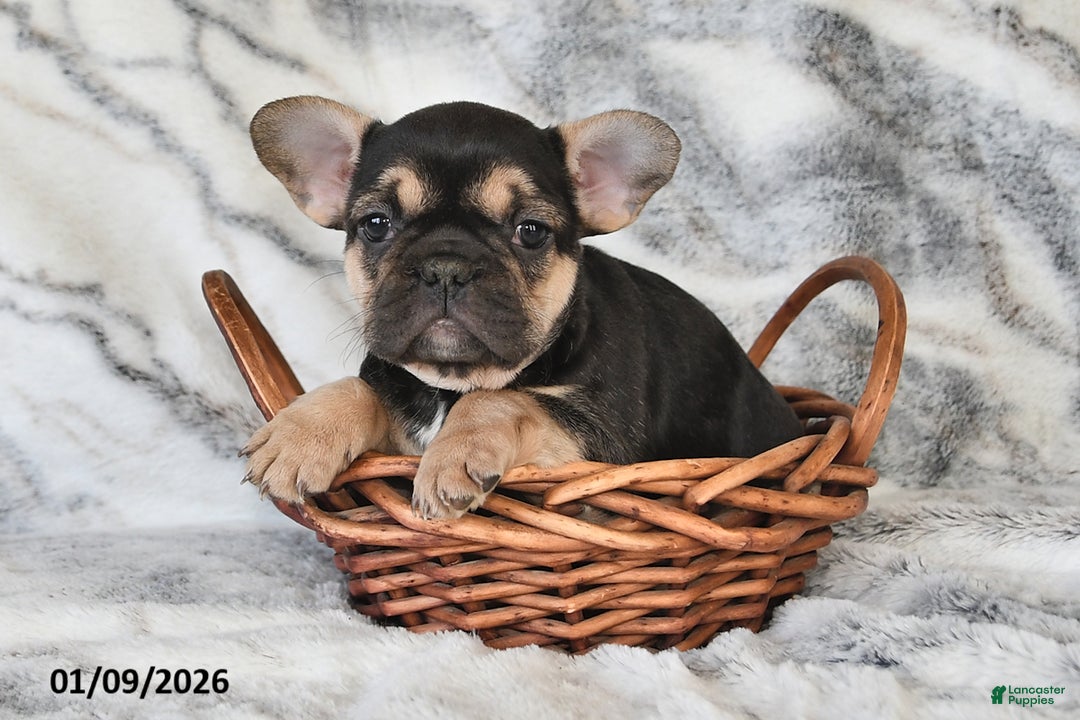 Mixed Breed dogs for sale: Nancy - Ad 4