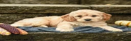 Cockapoo dogs for sale: Marshmallow - Ad 3