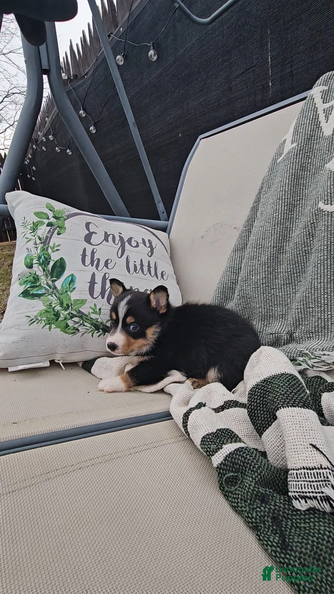 Mixed Breed dogs for sale: Rhett - Ad 1