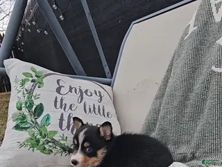 Mixed Breed dogs Rhett - Ad 17