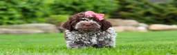 Lagotto Romagnolo dogs for sale: Maisie - Ad 7