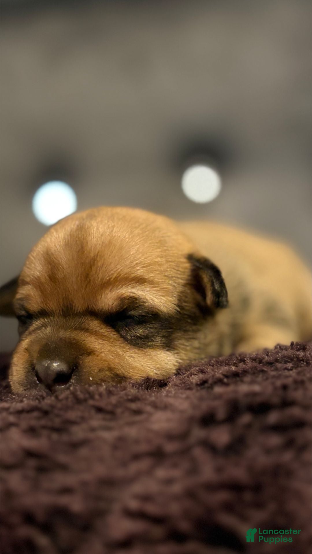 Chiweenie dogs Nugget - Ad 5