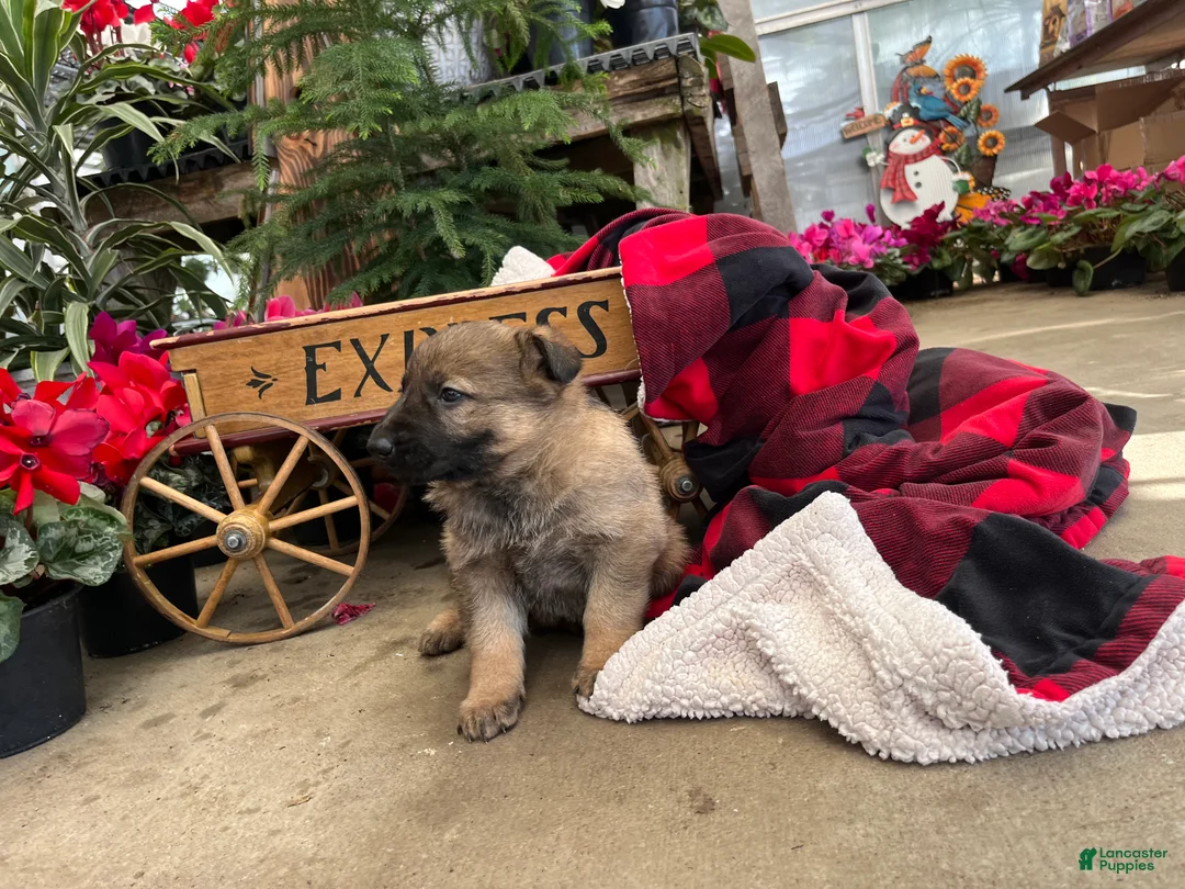 German Shepherd dogs for sale: Working Line ❤️Sweet Georgia❤️🐾AKC Hip CERT❤️Call 717-529-2347 leave message for Dave - Ad 4