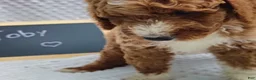 Mini Goldendoodle dogs for sale: Toby - Ad 4