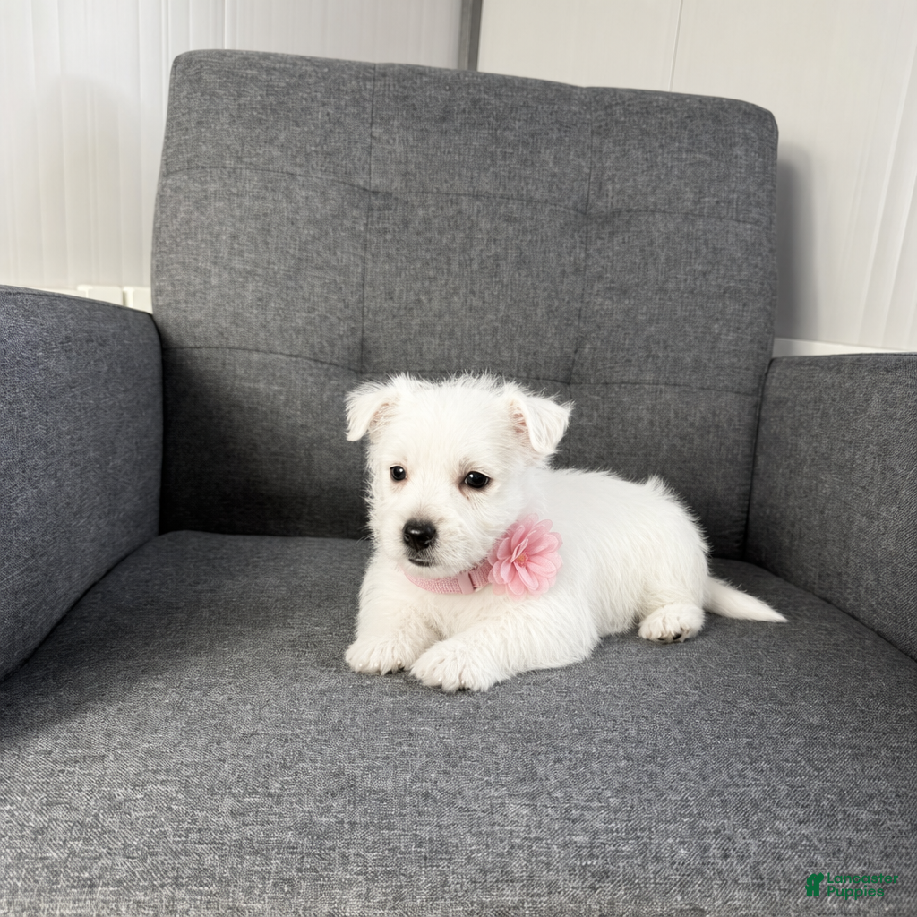 West Highland Terrier dogs Zoey - Ad 1