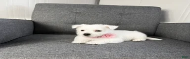 Zoey