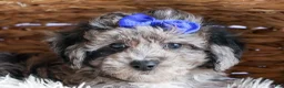 Bichpoo dogs for sale: NOAH - Ad 11