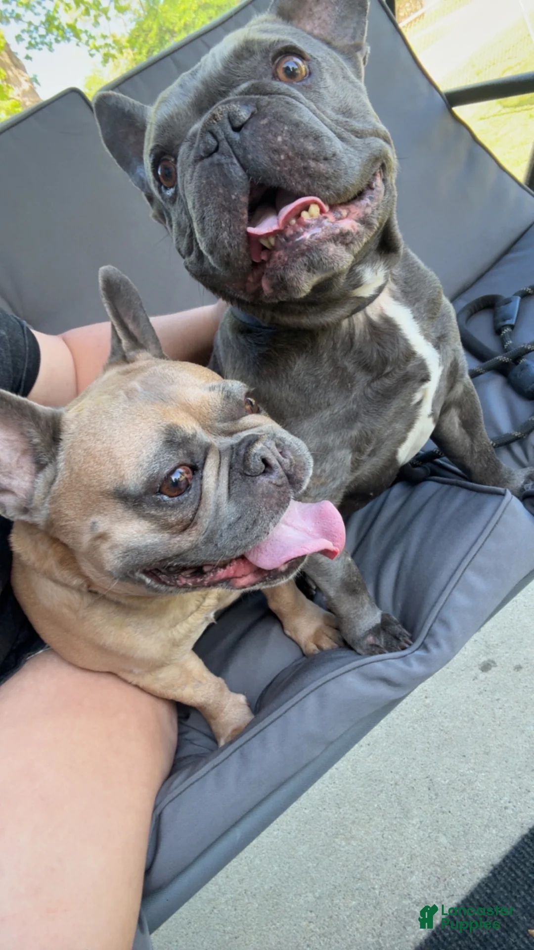French Bulldog dogs for sale: French Bulldog  - Ad 2