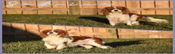 Cavalier King Charles Spaniel dogs for sale: Ginger - Ad 5