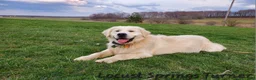 Golden Retriever dogs for sale: Folton  - Ad 9