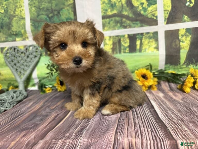 Yorkshire Terrier dogs Roman - Ad 2