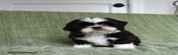 Shih Tzu dogs for sale: Gracie - Ad 4