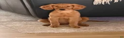 Golden Retriever dogs for sale: Golden Retriever 11 - Ad 8